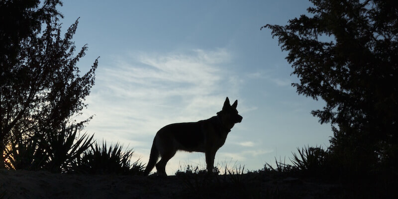 Sales Pipeline Management fo