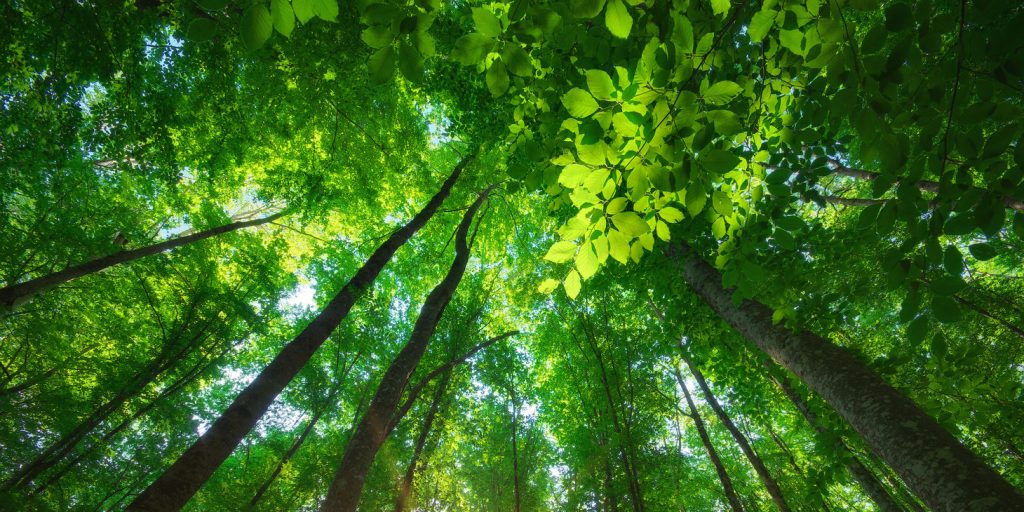 How You Can Bring Nature Indoors With You at Work