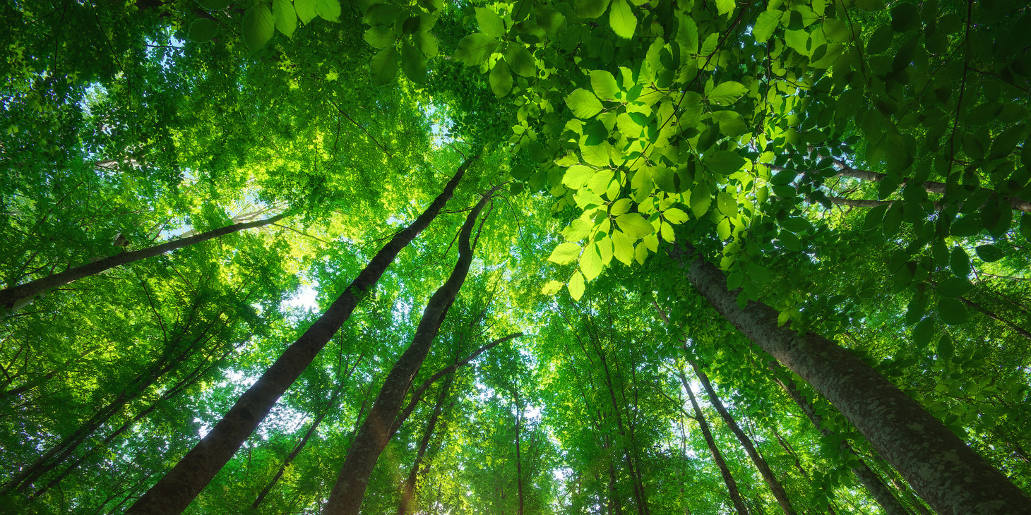 How You Can Bring Nature Indoors With You at Work
